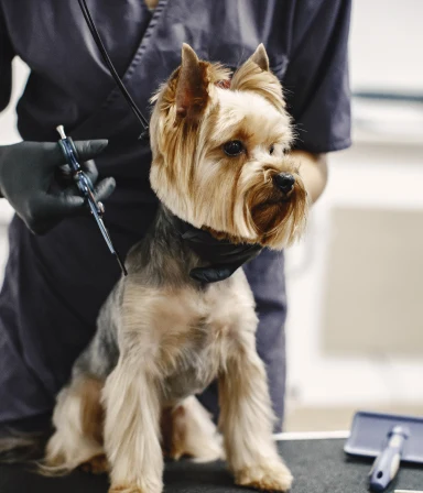Parvovirus disinfection for animal shelters